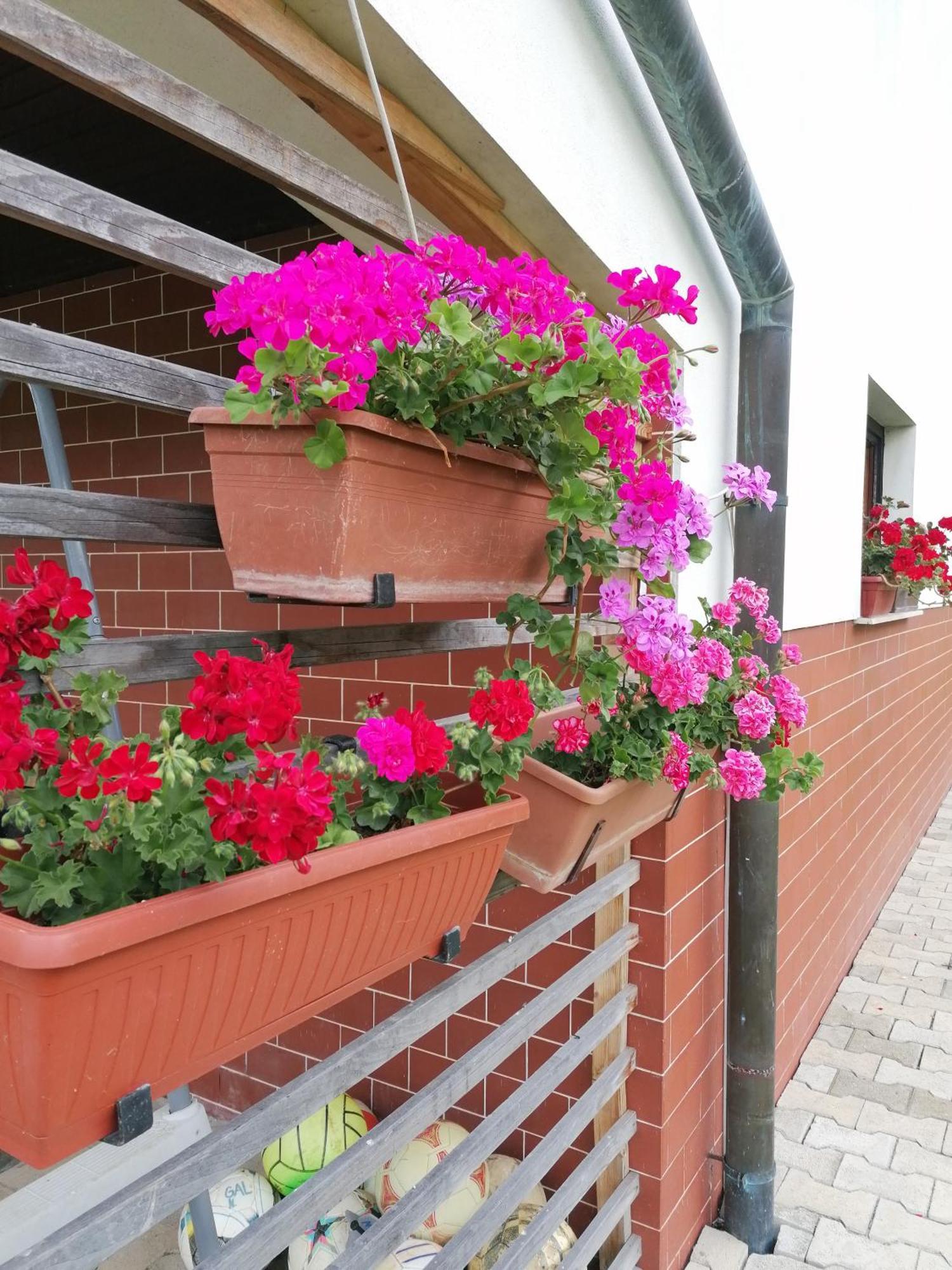 Ljubno Apartments Novak מראה חיצוני תמונה